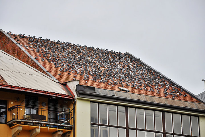 A2B Pest Control are able to install spikes to deter birds from roofs in Hersham. 
