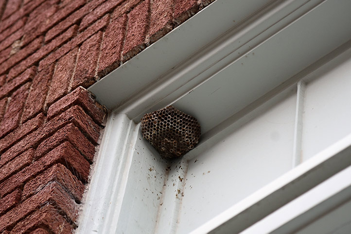 We provide a wasp nest removal service for domestic and commercial properties in Hersham.